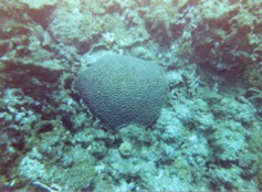 Brain Coral