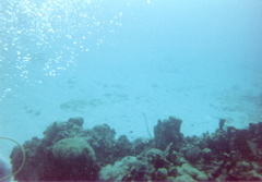 Coral Reef
