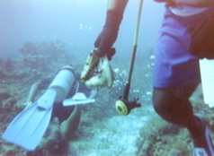 Conch Shell