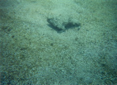 Rock Fish on Ocean Floor