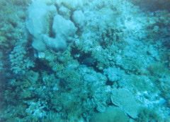 Coral Reef