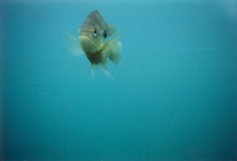 Fish posing at Rolesville Quarry