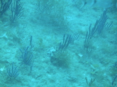Sea Fan Corals