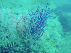 Sea Fan Coral