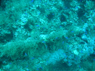 Wreck of the Normannia