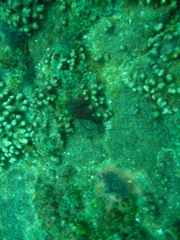 Coral on the Indra