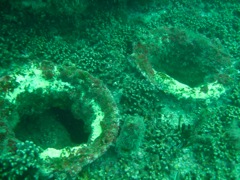 Coral on the Indra