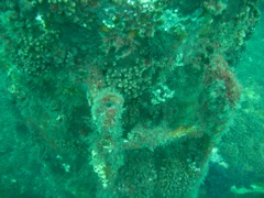 Urchins on the Indra