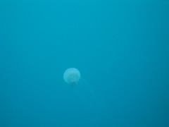 Jelly Fish
