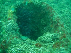 Coral on Deck