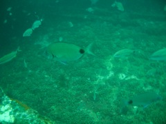 School of Fish