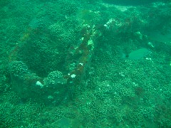 Coral on Deck