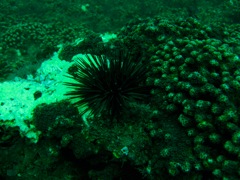Sea Urchin on USS Indra