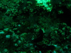 Fish on USS Indra Deck
