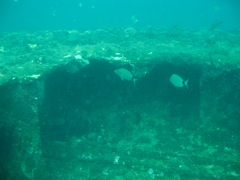 Fish on USS Indra