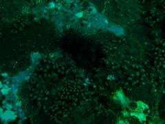 Sea Urchin Hiding on USS Indra Deck