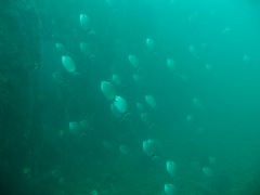 Fish Life on the Indra