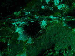 Sea Urchin Hiding on USS Indra Deck