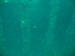 Fish Life on the Indra