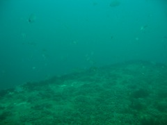 Fish Life on the Indra