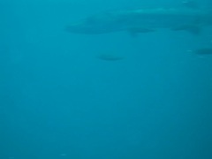 Barracuda Swimming