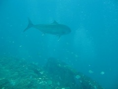 Fish on the Deck of the USS Indra