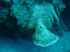 Jamaica Reef Wall Coral