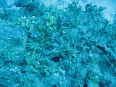 Jamaica Reef Wall Coral