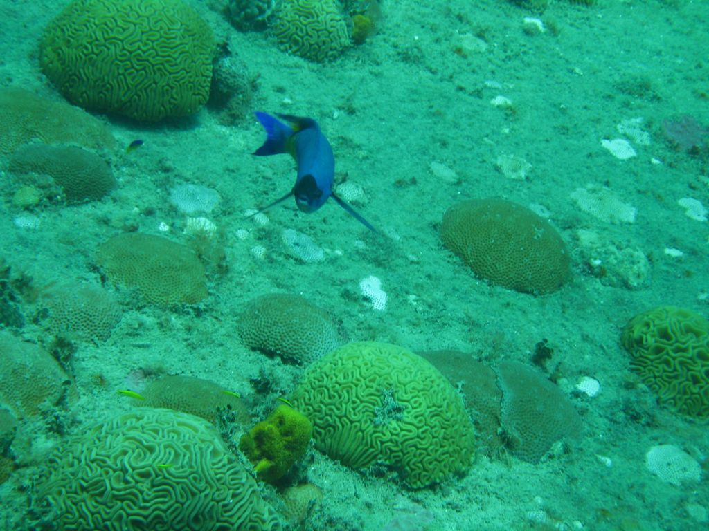 Coral on The Katherine Wreck