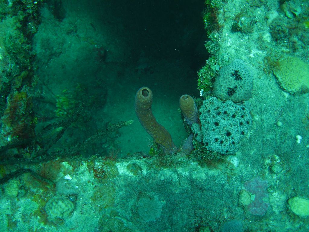 Coral on The Katherine Wreck