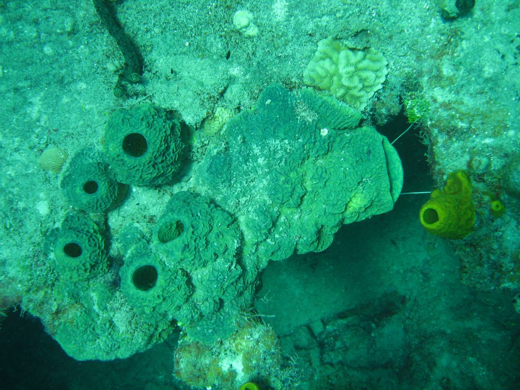 Coral on The Katherine Wreck