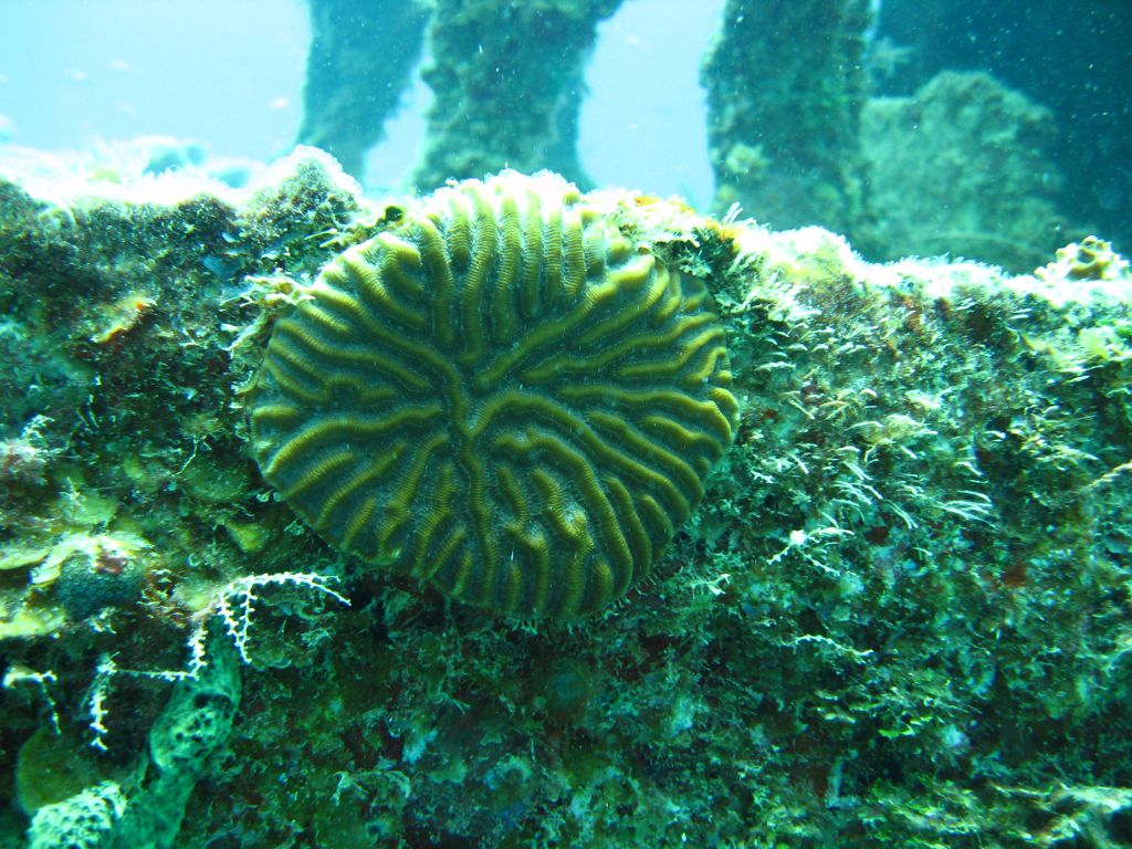 Coral on The Katherine Wreck
