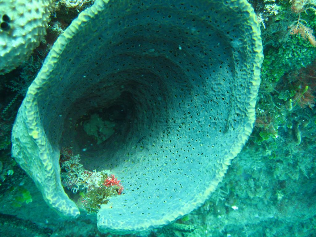 Coral on The Katherine Wreck