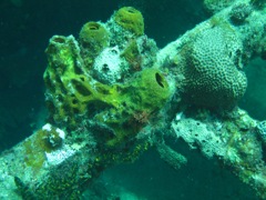 Coral on The Katherine Wreck