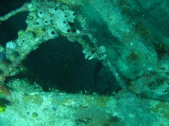 Coral on The Katherine Wreck