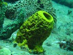 Coral on The Katherine Wreck