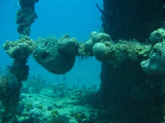Coral on The Katherine Wreck